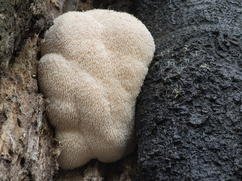 Hericium erinaceus